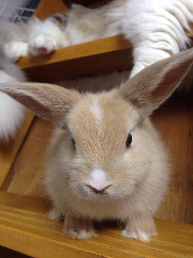 猫和兔子能在一起养吗? - 石墨水心的回答 - 知