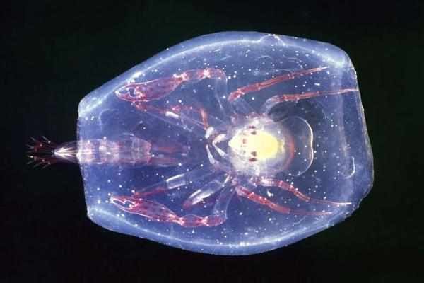 深海1万米巨型生物之谜,大多都吃垃圾(附20张深海奇特生物)