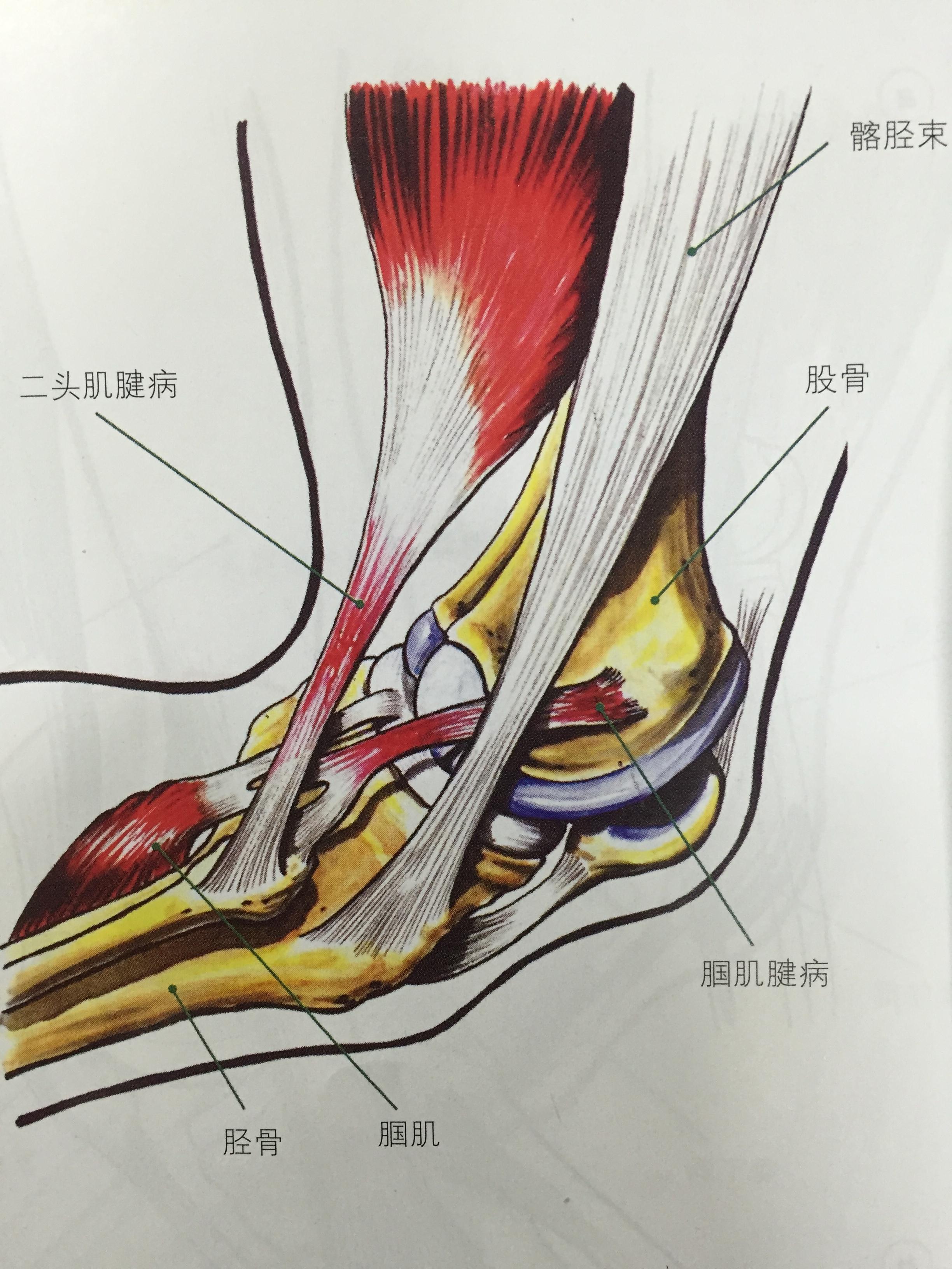 膝盖周围的肌腱图图片