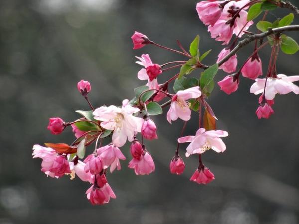 貼枝海棠喜氣洋洋,白玉海棠清麗脫俗,垂絲海棠媚然天成,最喜的卻是