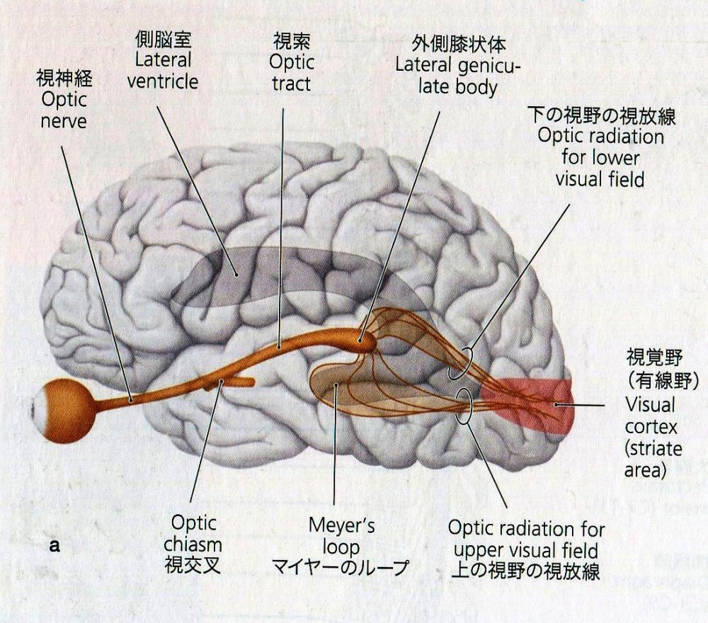 左眼的右视野和右眼的左视野有多少重叠的部分?视野是椭圆还是矩形? - 知乎