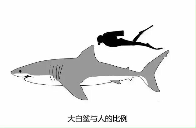 鲨鱼为什么怕海豚? - 郑小珂的回答