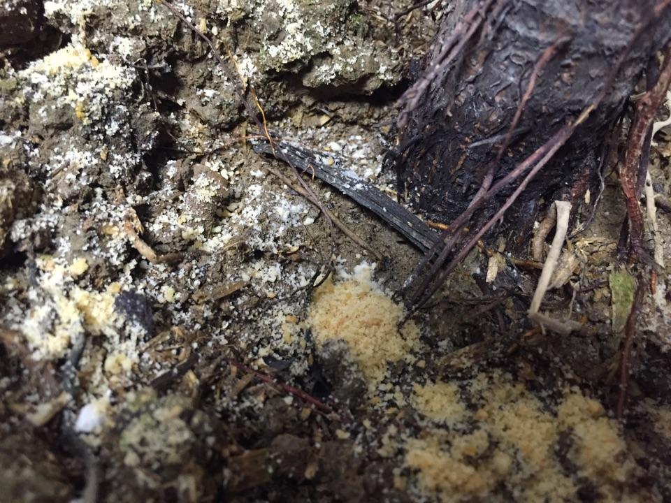 怎么养好琴叶榕?琴叶榕 掉叶子 长蚂蚁 根在土