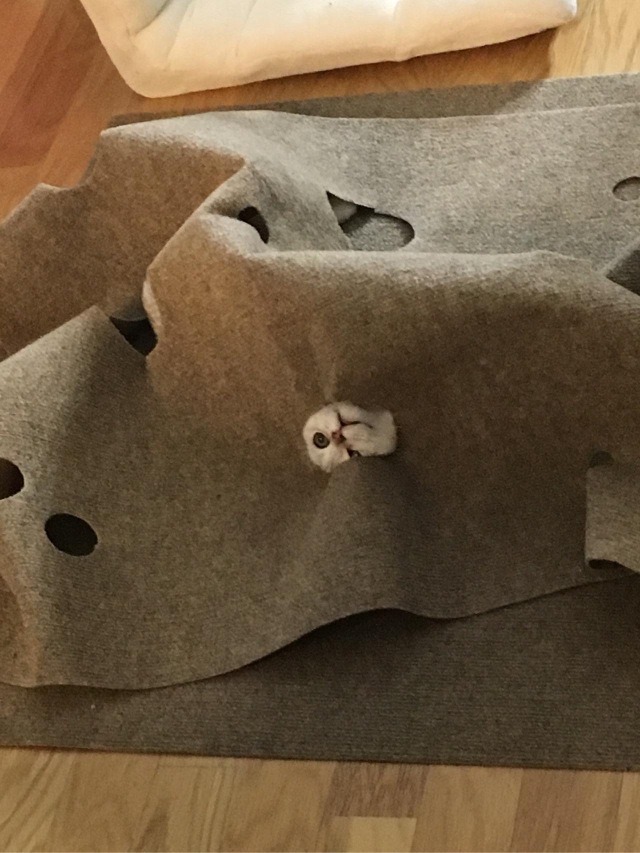 有哪些性价比很高的猫玩具? - 宠物 - 知乎