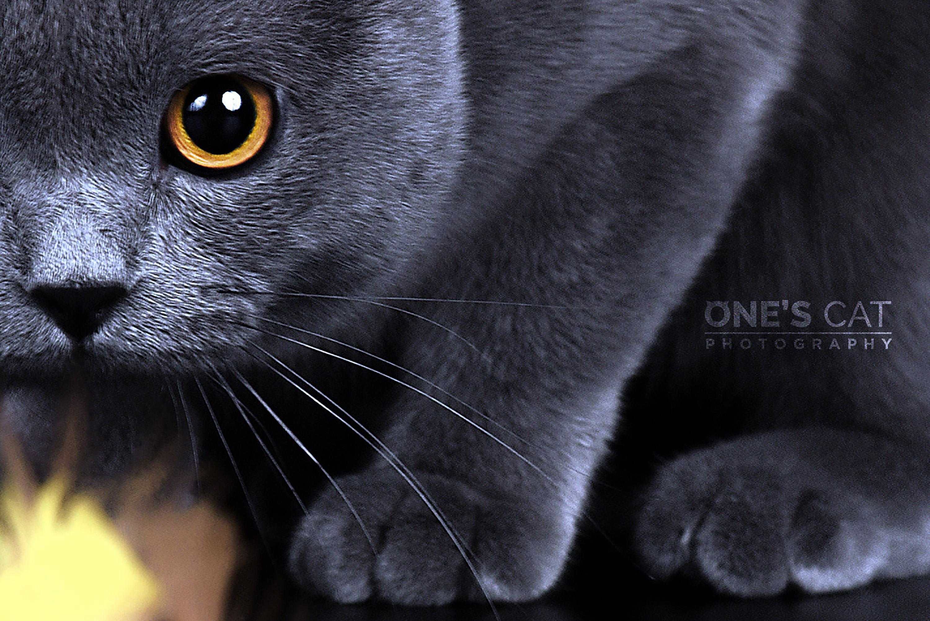 如何拍出圆瞳孔的猫咪