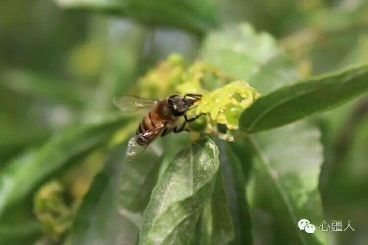 蜜蜂消失了会怎么样？ 如果蜜蜂消失了,人类也将仅仅剩下4年的光阴