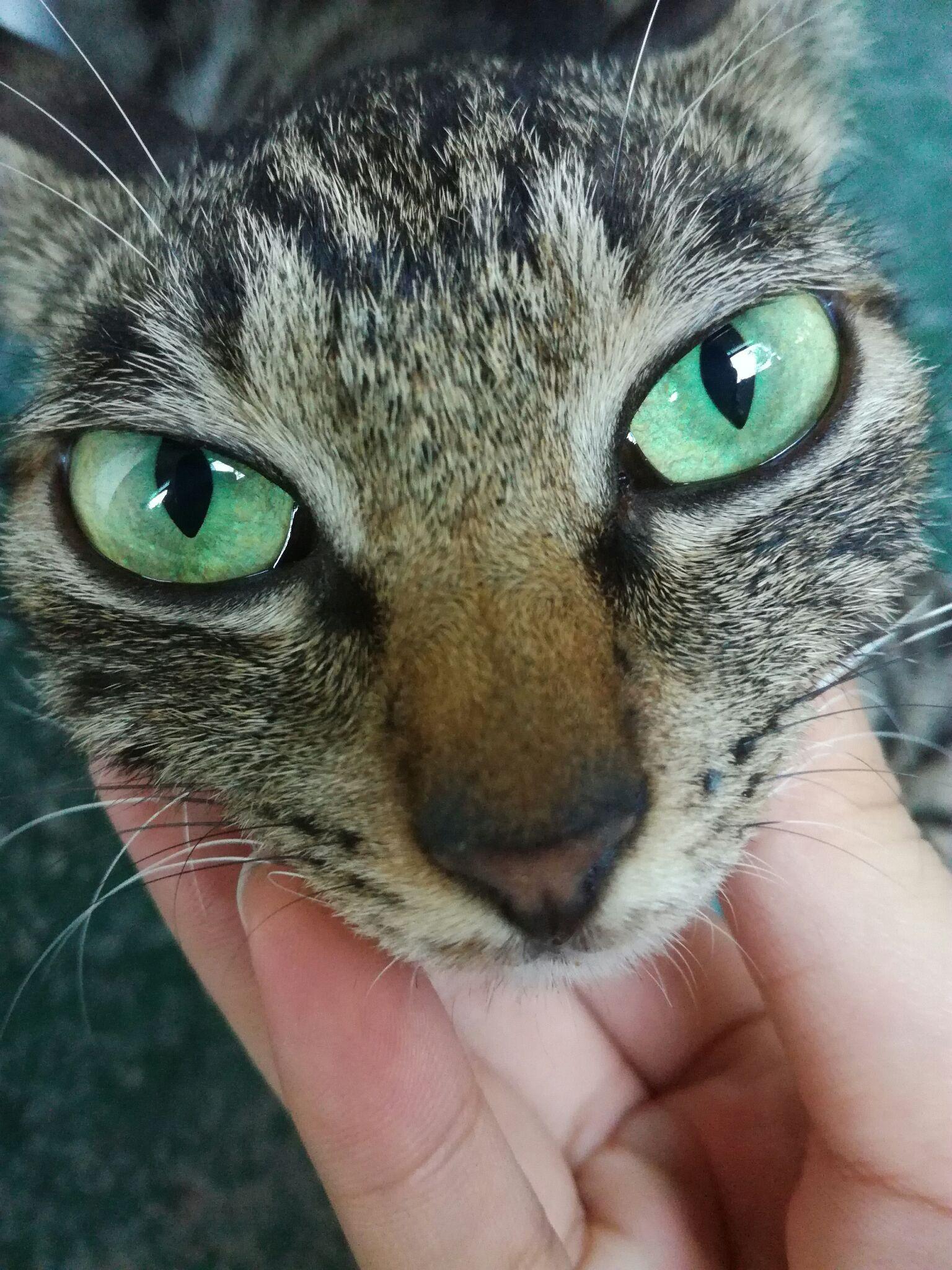 Download Eye Animal Cat HD Wallpaper