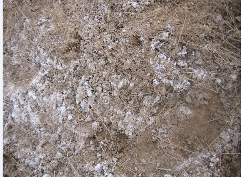 有没有人知道每天早上花园土壤中都出现的这种白色物质是什么?(有图)