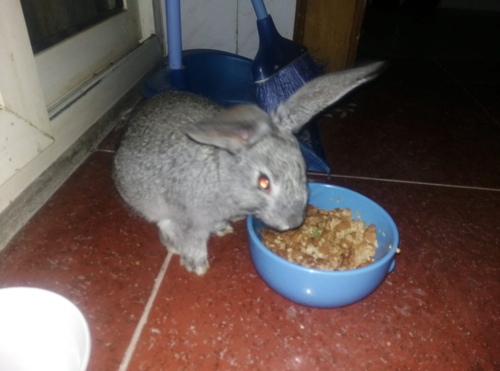 猫咪可以和龙猫兔子一起养吗?