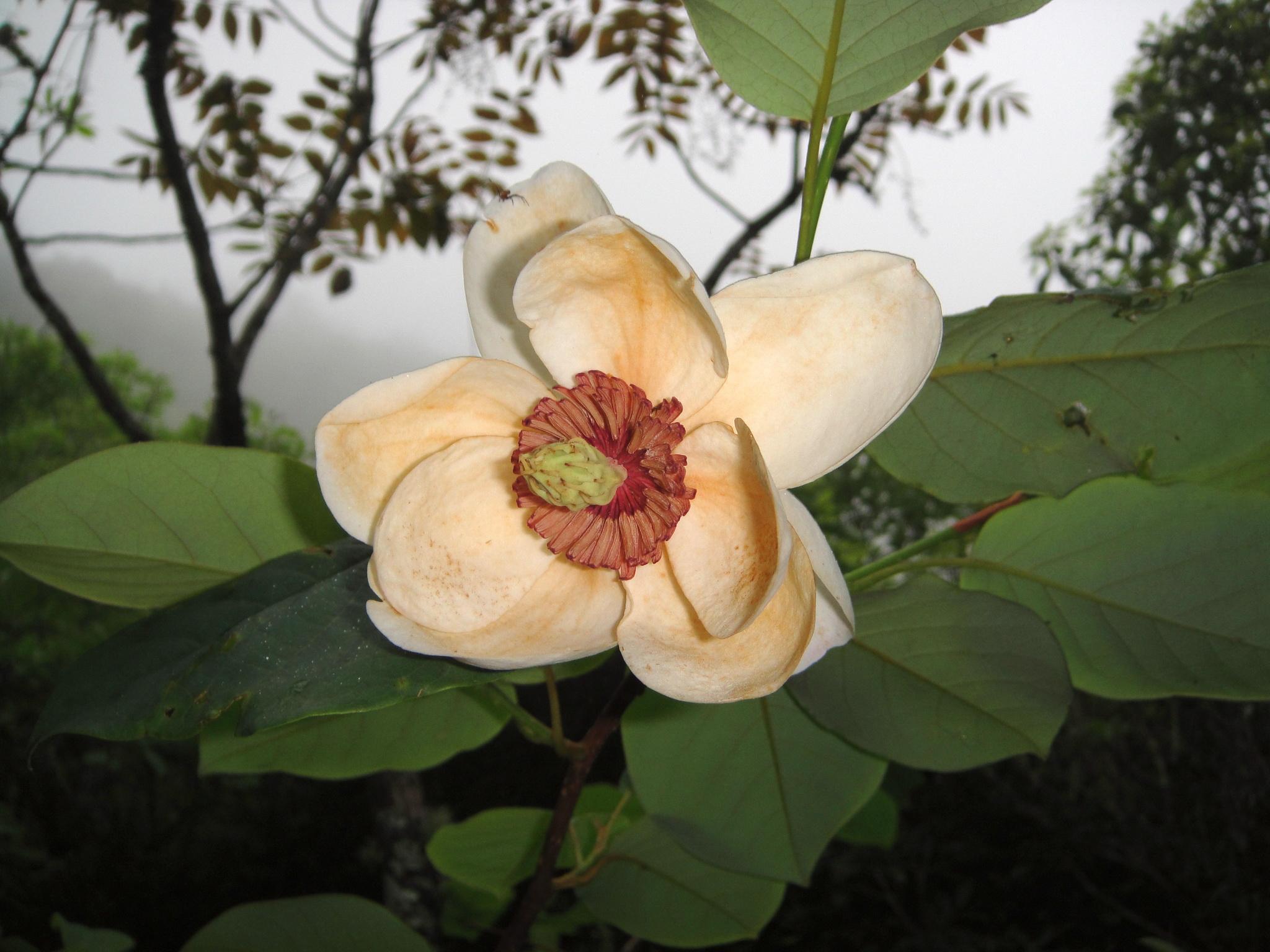 木蘭屬(magnolia l.)植物花粉亞微形態特徵研究