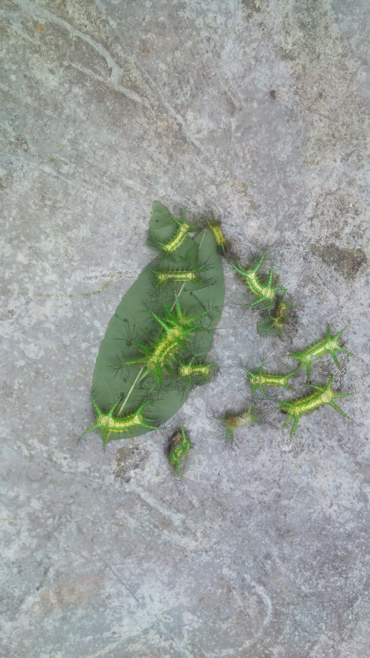 摸毛毛虫是一种怎样的体验