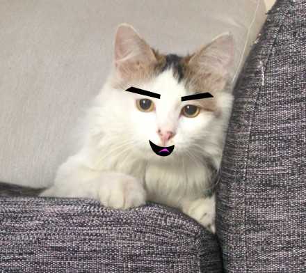 猫有眉毛吗 知乎 猫有眉毛吗 知乎