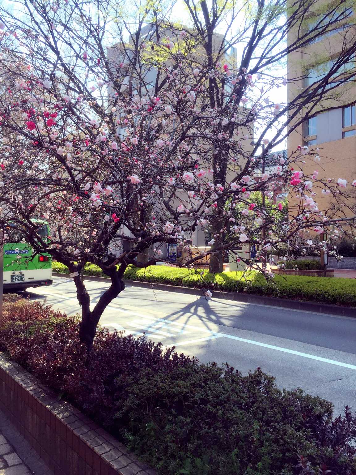我家里早稻田大学走路5分钟,门口就有一条神田川,两边都是樱花树,樱花
