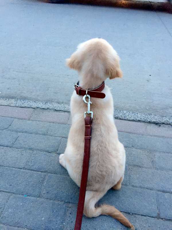 你的宠物最萌的一张照片是怎样的?