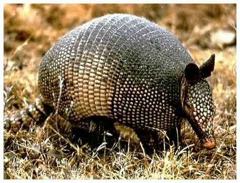 不知道有人答了没. 犰狳,只产于美洲,在《山海经》中却有类似记载.