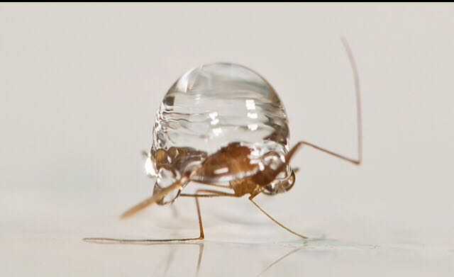 为什么下雨天时蚊子不会被雨滴砸死