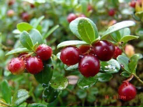 赛博瑞雅红豆果面膜的成分据说是大兴安岭的野生红豆果,有谁有他的