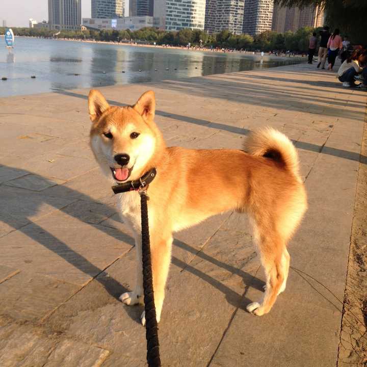 中华田园犬 柴犬和秋田犬的区别是什么 知乎 中华田园犬 柴犬和秋田犬的区别是什么 知乎
