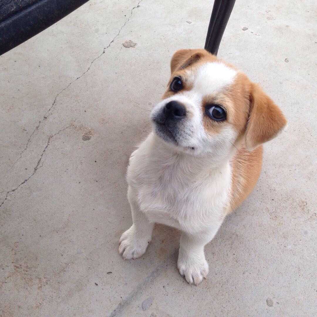 中華田園犬的顏值可以多高?