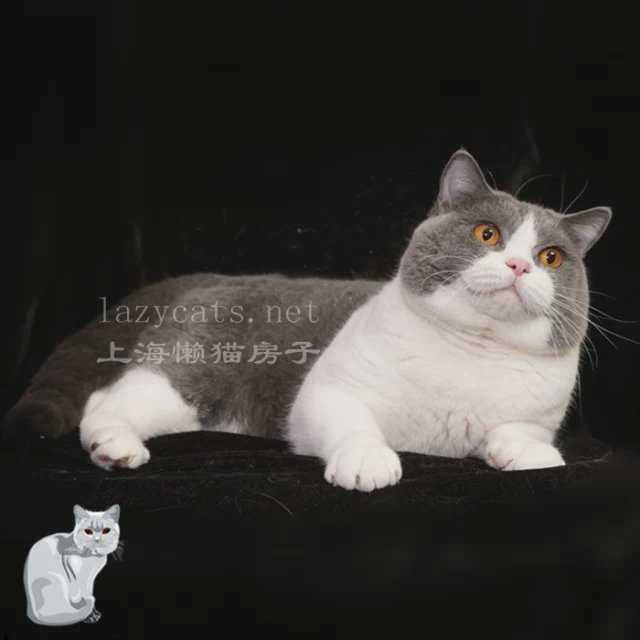 万能的大神们 我养了两只英短 一直以来特别想知道英国短毛猫的毛色都有哪几种 最好能一种毛色配一张图 知乎