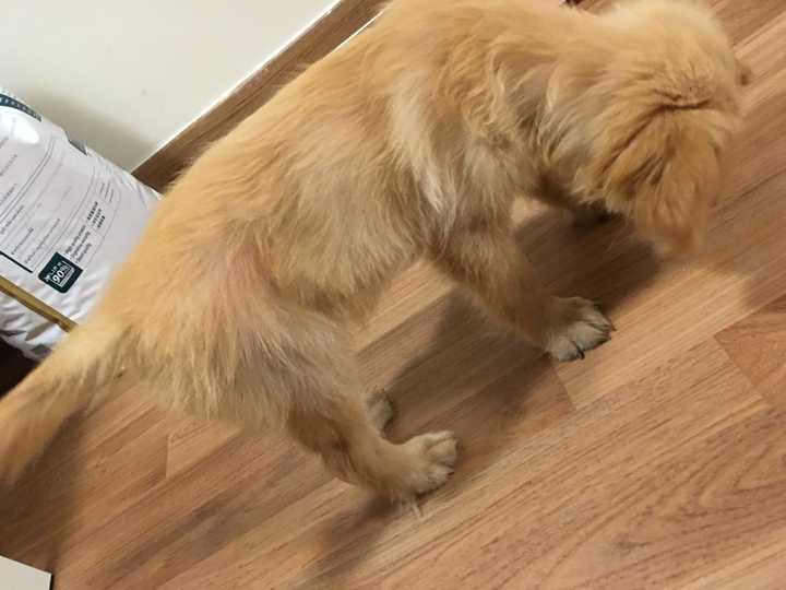 金毛太瘦怎么办?