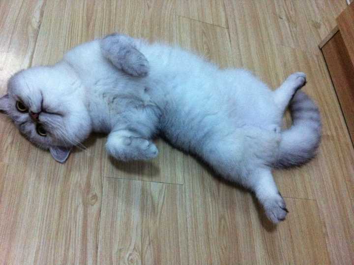 想养只脸胖胖的猫 可猫咪就胖屁股怎么办 知乎 想养只脸胖胖的猫 可猫咪就胖屁股怎么办 知乎