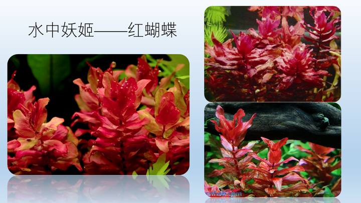 新人入坑水草缸 求大神科普水草知识 包括水草种类 品名习性等 知乎 新人入坑水草缸 求大神科普水草知识 包括水草种类 品名习性等 知乎