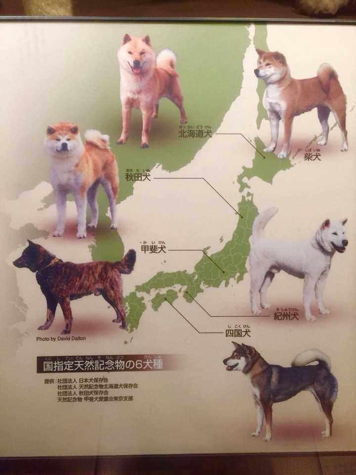 中华田园犬 柴犬和秋田犬的区别是什么 知乎