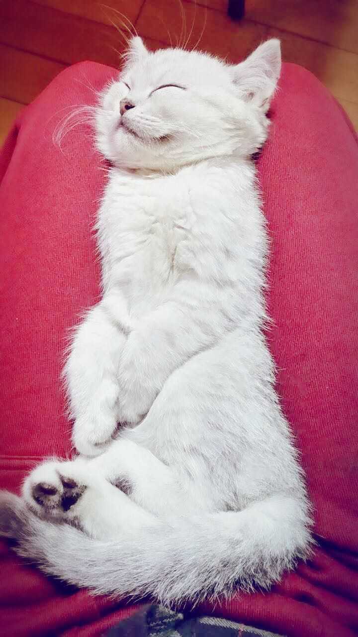 我家的猫从小躺着睡,如图,这样到底是否正常?