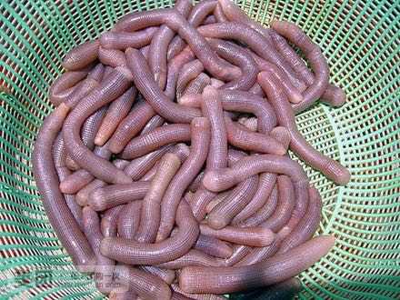 生吃沙虫是一种怎样的体验?