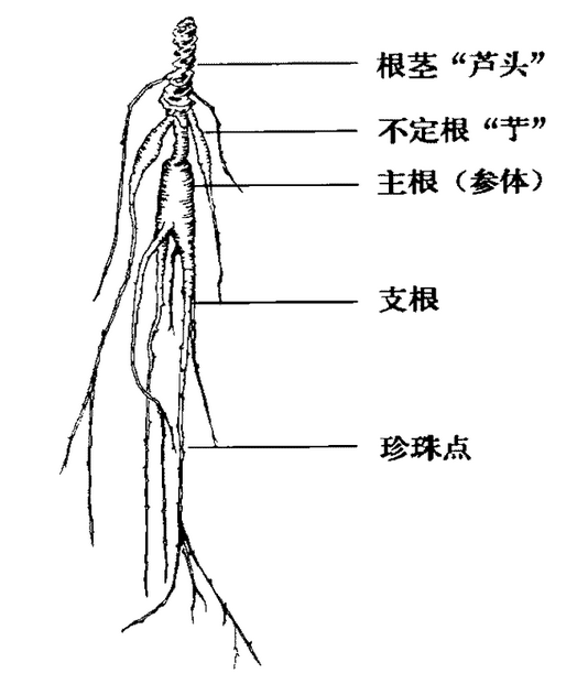 人参的鉴别 知乎