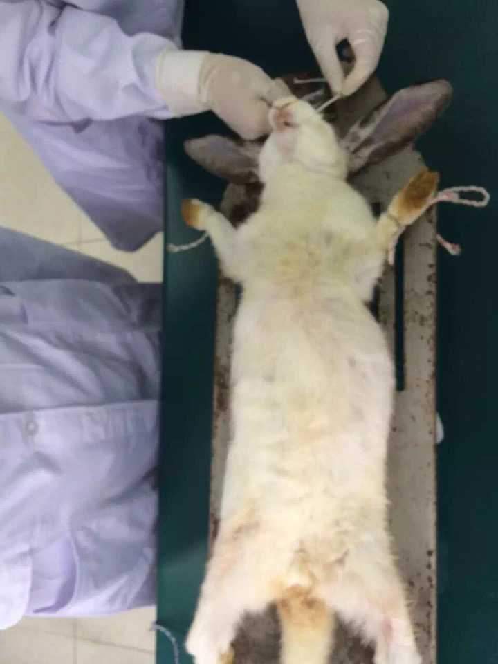 这里是静脉打完麻醉的兔砸被固定在台子上… 并不是被解剖…… 是要插