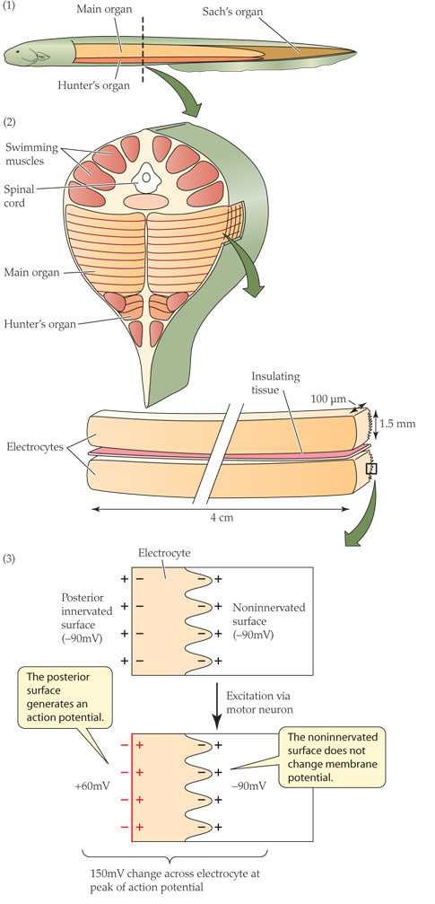 假如电鳗很早就灭绝了,生物学家能否通过其化石等推测出其可以放电?