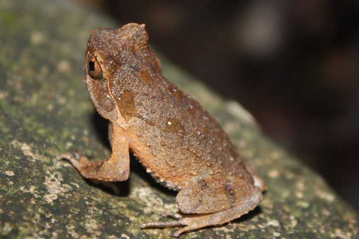 请问这是什么鱼?这个黑黑的.不是蝌蚪!