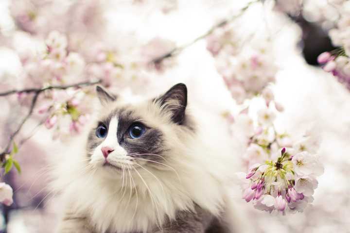 樱花与猫猫!