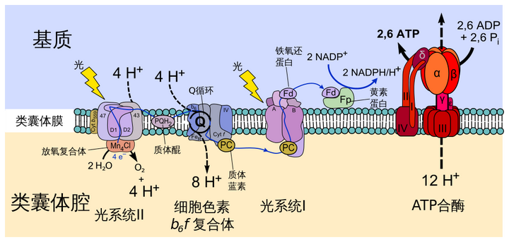 这个过程与光电效应有联系吗?