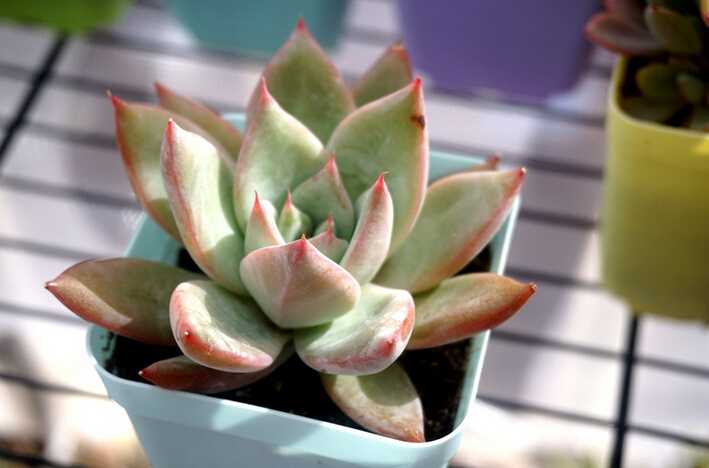 多肉植物应该怎么浇水 知乎 多肉植物应该怎么浇水 知乎
