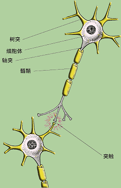 神经元和突触