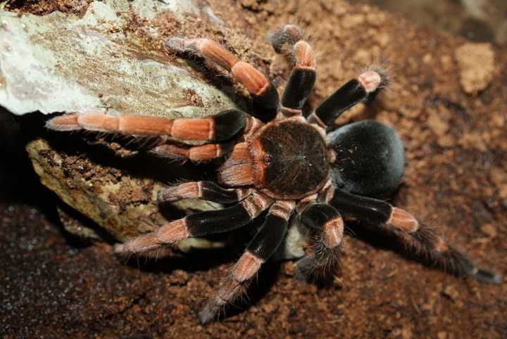 哥斯达黎加橙膝头