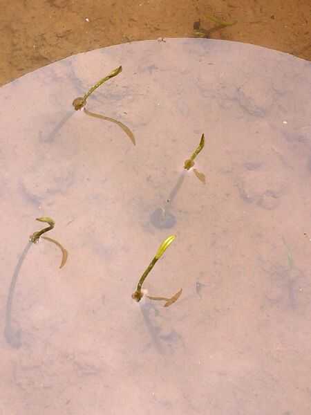 水缸里种莲藕真的会有这种效果吗?