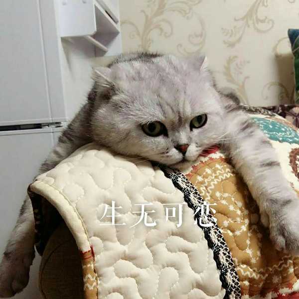 你的猫咪生无可恋的表情是怎样的?