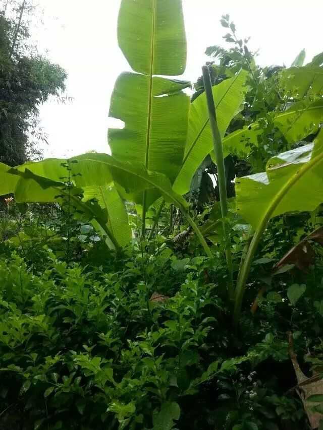 哪些花比较好吃 洪霟的回答 知乎 哪些花比较好吃 洪霟的回答 知乎