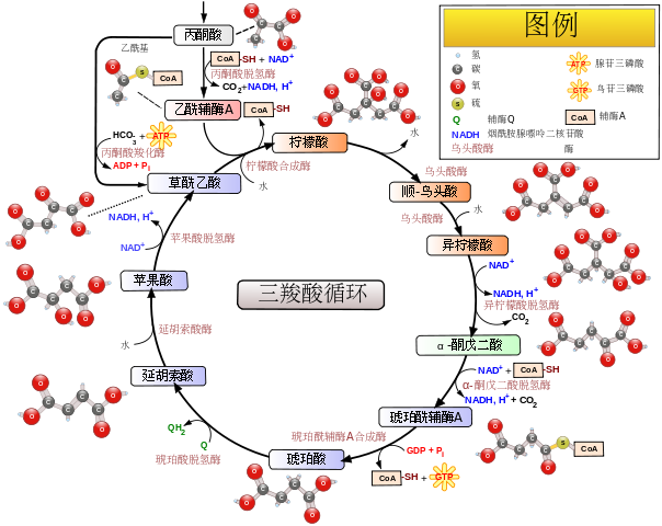 为什么有氧做了一个月以后在依旧做器械的情况下肌肉也掉了 夏睿的回答 知乎