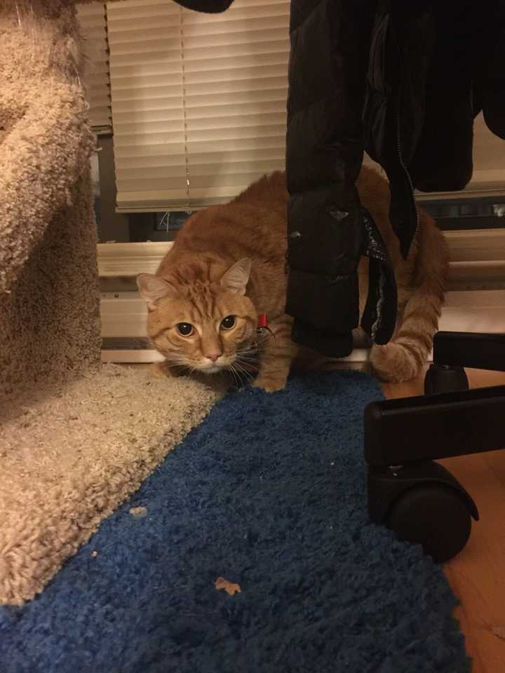 他亲妈我仅仅是路过他身边,吓到保持此炸毛弓背姿势一分钟