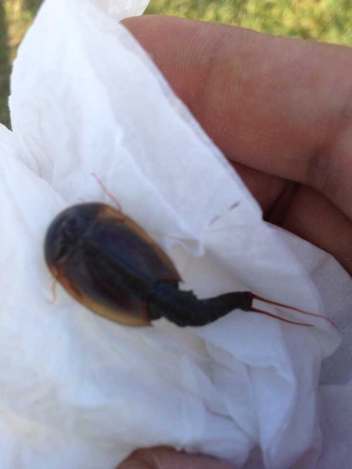 2  个回答 默认排序 陈xc 一本正经地胡说八道 这个叫做鲎虫哦 发布于