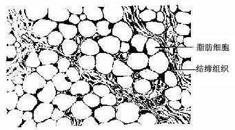 為什麼會這樣,這就需要明白脂肪組織和移植的脂肪細胞的差別了.