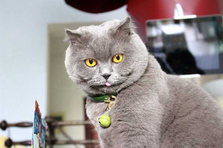 养一只猫每月花费多少 知乎 养一只猫每月花费多少 知乎