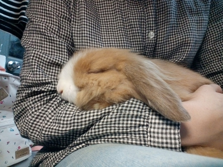 兔子是怎么睡觉的?