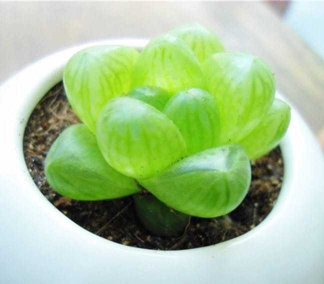 有哪些好看好养的多肉 新手入坑应该养哪些 知乎