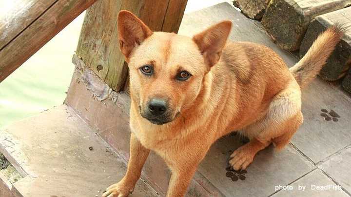 中华田园犬的颜值可以多高?